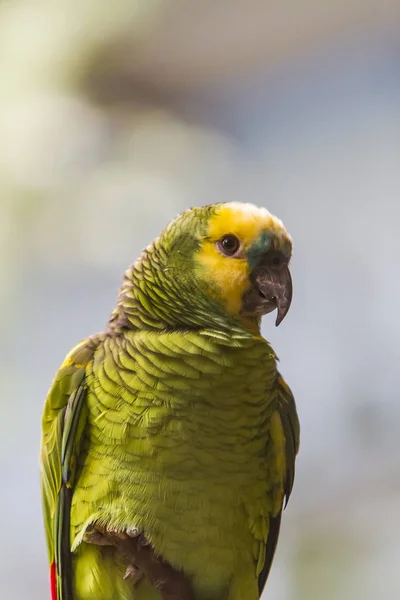 Amazaauripailata parrot — стоковое фото