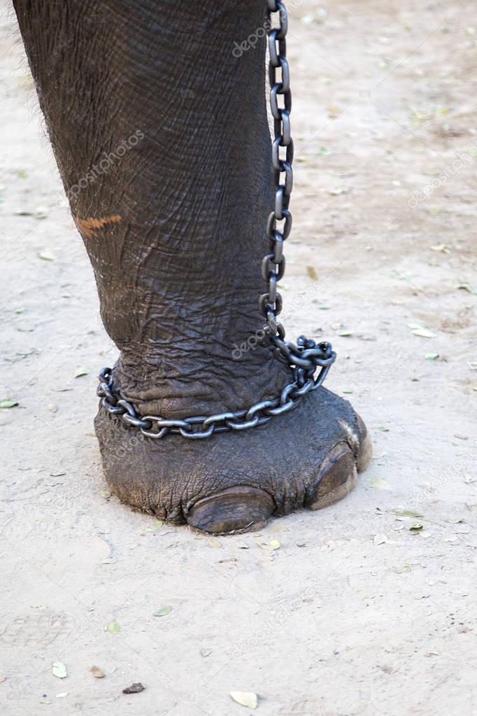 Elephant foot in chain