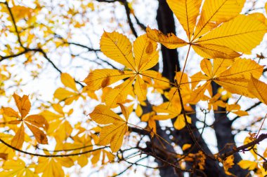 ağaç sonbahar güneş ışığı