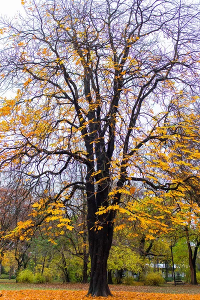 Albero in autunno luce del sole — Foto Stock