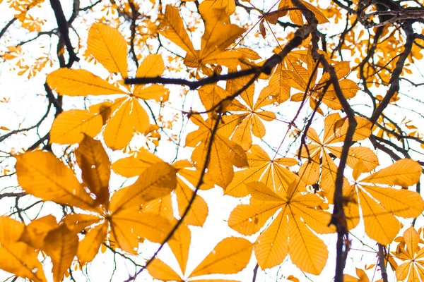Albero in autunno luce del sole — Foto Stock