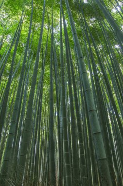 Yeşil Bambu Ormanı