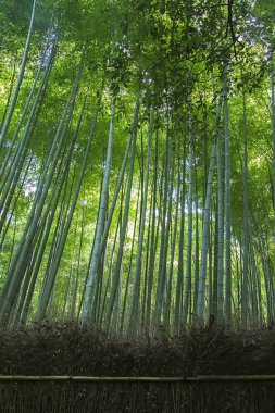 Yeşil Bambu Ormanı