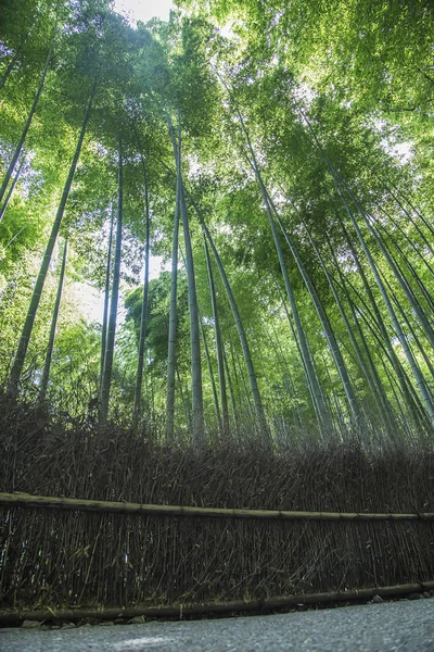 Zelený bambusový les — Stock fotografie