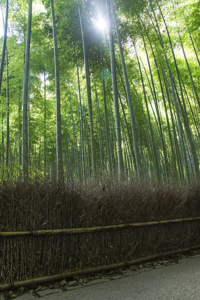 Zielony las bambusowy — Zdjęcie stockowe
