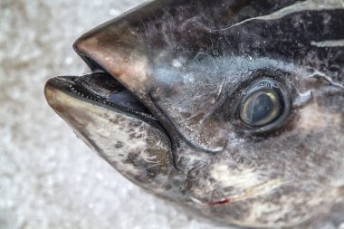 Tsukiji fisha pazarı Tokyo'da