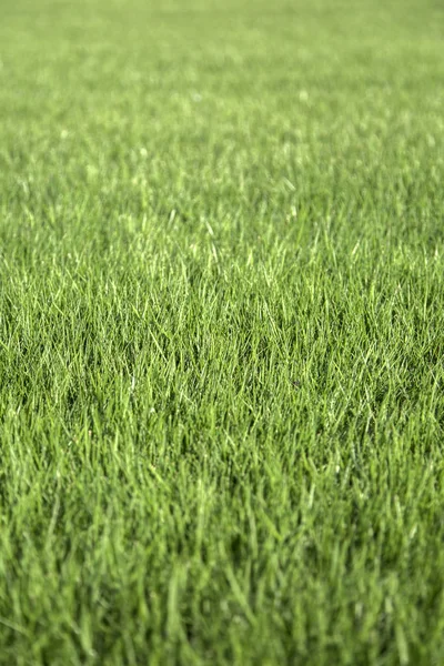 Pelouse d'herbe verte — Photo