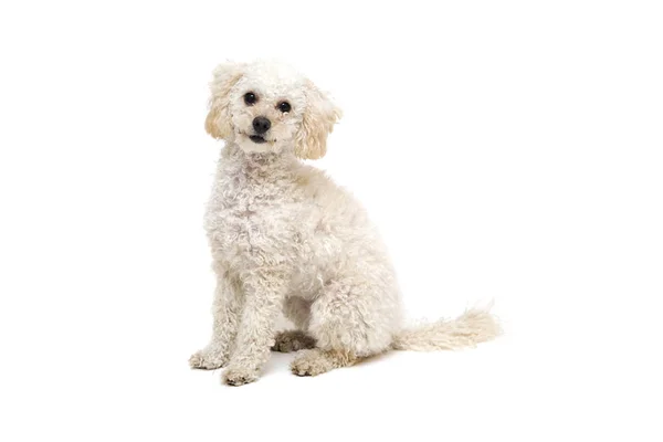 Pequeno caniche branco bonito — Fotografia de Stock