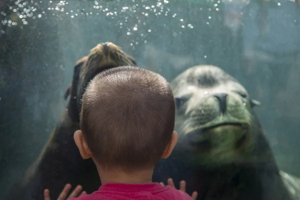 Lwy morskie w zoo Ueno w Tokio — Zdjęcie stockowe