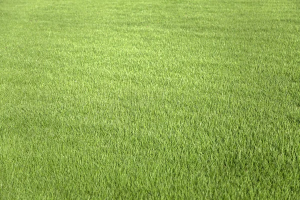 Gramado de grama verde — Fotografia de Stock