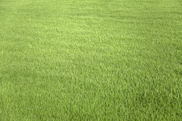 Grüner Rasen — Stockfoto