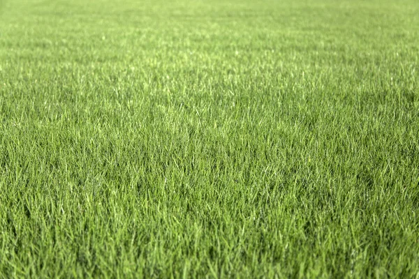 Green grass lawn — Stock Photo, Image