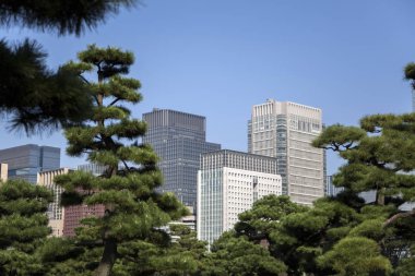 Güzel yeşil park Tokyo