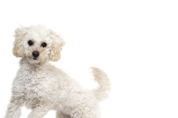 Cute little white poodle Royalty Free Stock Photos