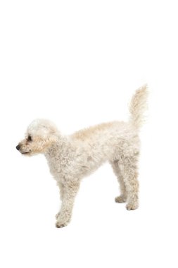 Sevimli küçük beyaz kaniş