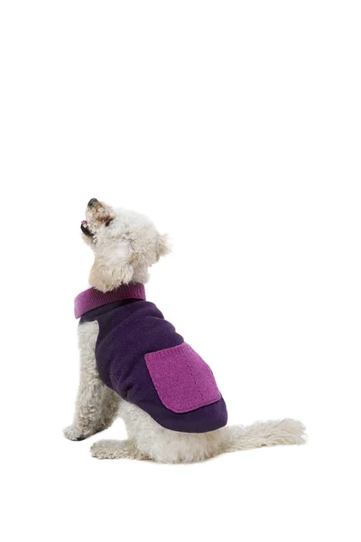 Lindo caniche blanco en ropa de perro — Foto de Stock