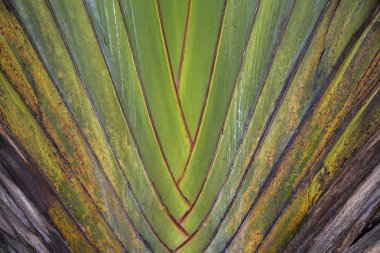 Bitkinin yeşil doku