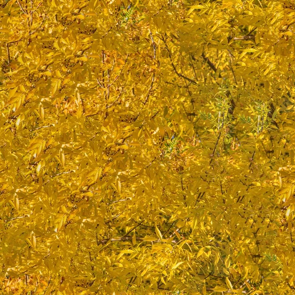 Albero giallo autunno — Foto Stock