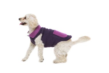 Sevimli beyaz kaniş köpek giysileri