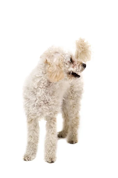 Pequeno caniche branco bonito — Fotografia de Stock