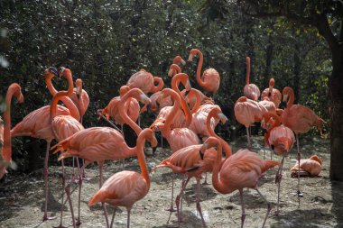 Flamingolar Tokyo'daki Ueno Hayvanat Bahçesi'nde