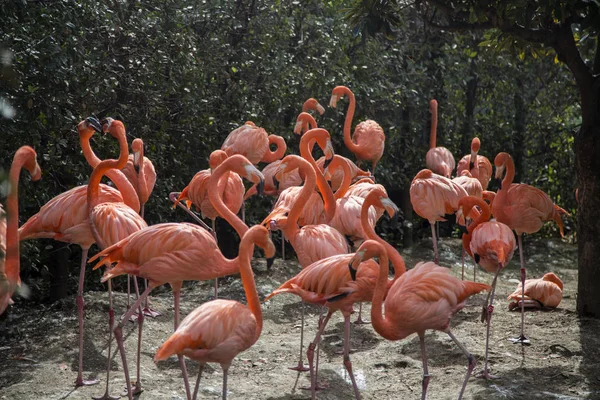 Plameňáci v Ueno zoo v Tokiu — Stock fotografie