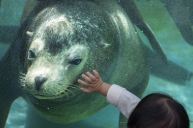 Deniz aslanı Tokyo'daki Ueno Hayvanat Bahçesi