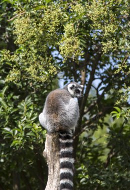 Yüzük tai lemur Ueno Hayvanat Bahçesi'nde