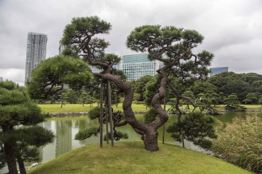 Hamarikyu bahçeleri Tokyo