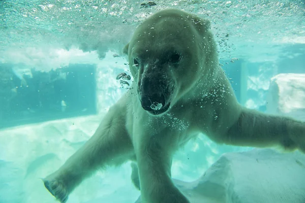 Oso en el zoológico de Ueno en Tokio — Foto de Stock