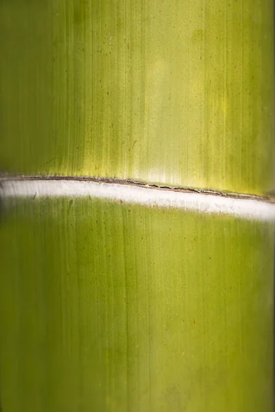 Gambo di bambù verde — Foto Stock