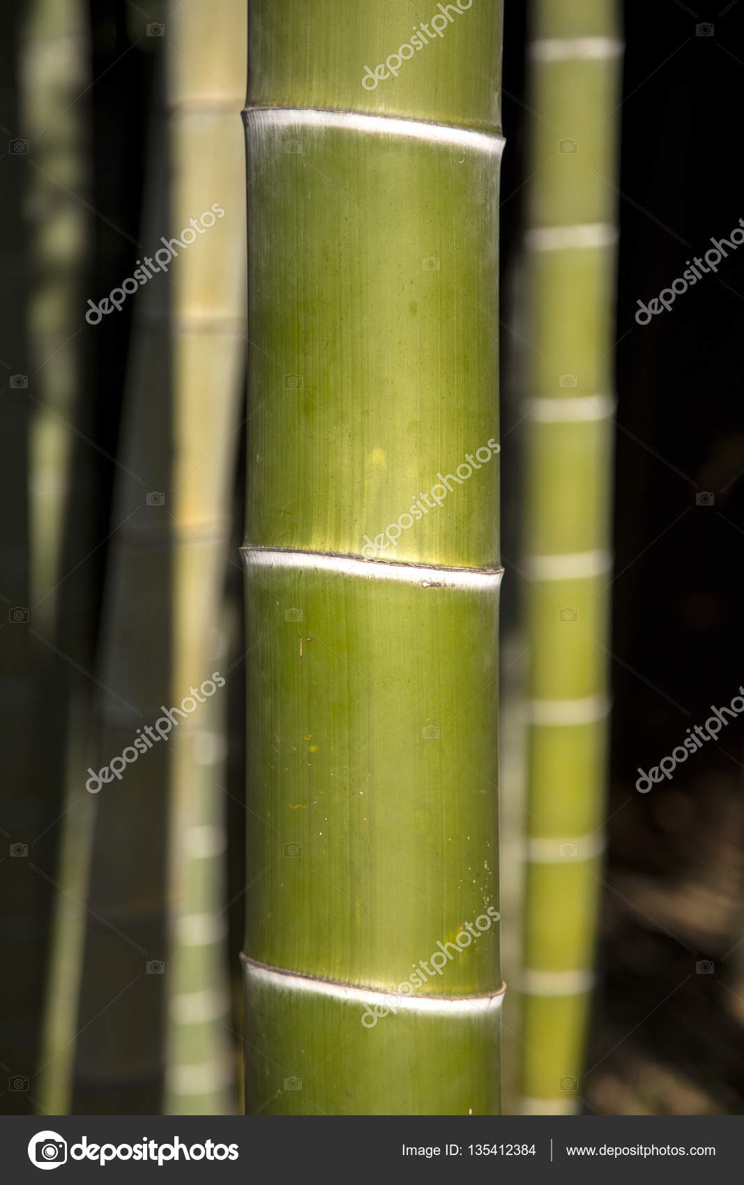 Green bamboo stalk — Stock Photo © boggy22 135412384