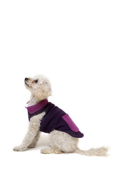 Carino barboncino bianco in abiti da cane — Foto Stock