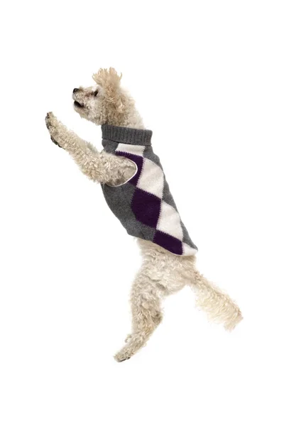 Cute little white poodle in dog clothes — Stock Photo, Image