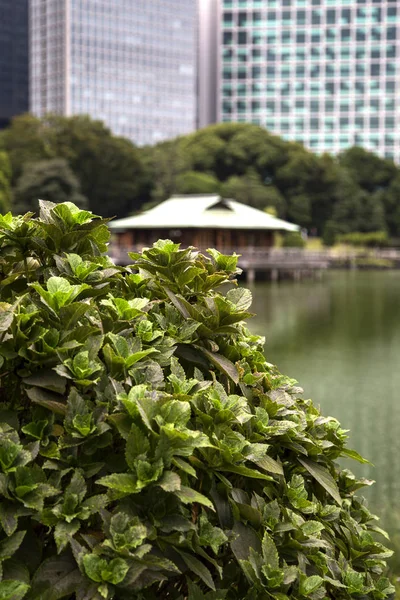 Beautiful green park garden in Tokyo — Stock Photo, Image