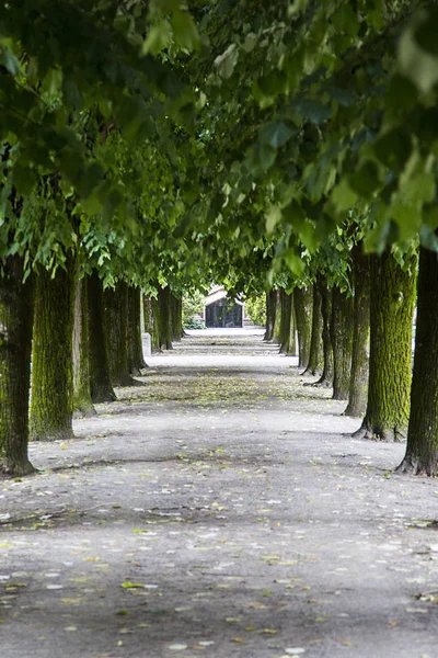 Alley with trees in the park — Stock Photo, Image