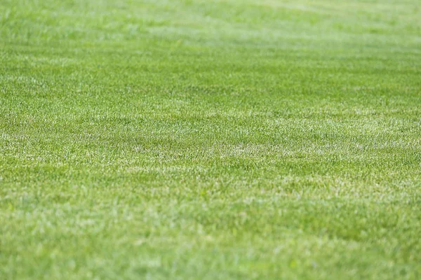 Fresh spring green grass — Stock Photo, Image