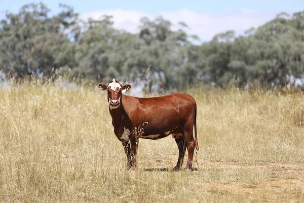 Корова на пастбище Маджи — стоковое фото