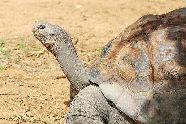 galapagos dev kaplumbağa