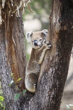Koala climbing on a tree clipart