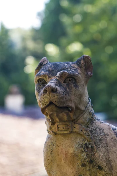 Dog statue in Giardino Bardini — ストック写真