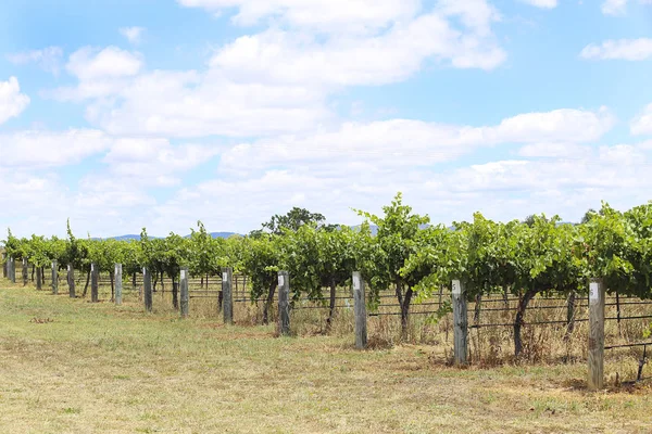 Виноградники в сільській місцевості Mudgee — стокове фото