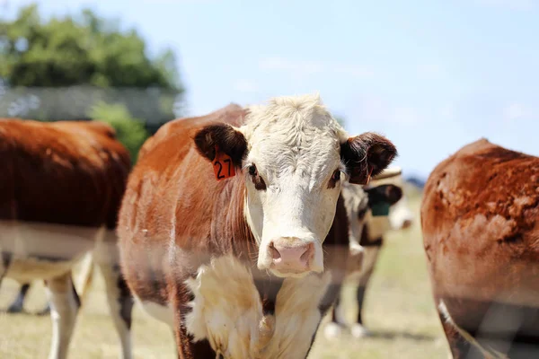 Mudgee mera üzerinde ineklerin