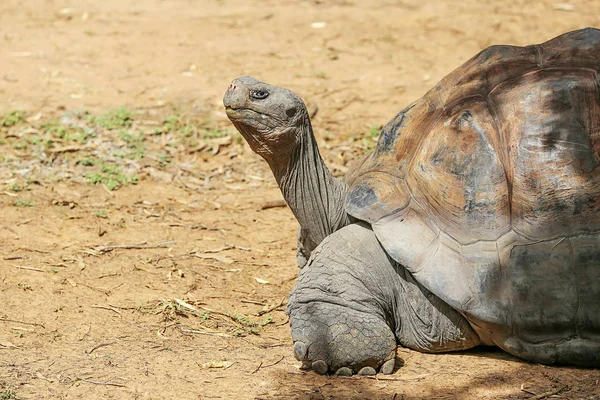 Гігантські Галапагоські черепахи — стокове фото