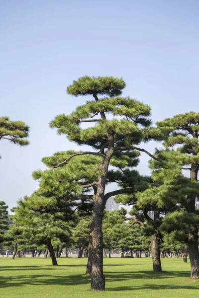 Piękny zielony park w Tokio — Zdjęcie stockowe