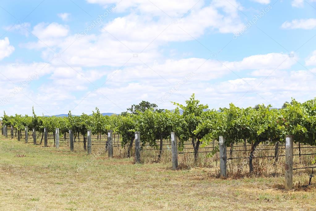 Vineyard in countryside of Mudgee