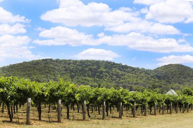 Mudgee kırsal bağ