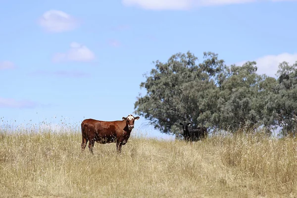 Koeien op de weide Mudgee — Stockfoto