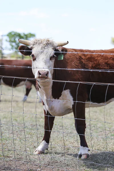 Krowy na pastwisku Mudgee — Zdjęcie stockowe