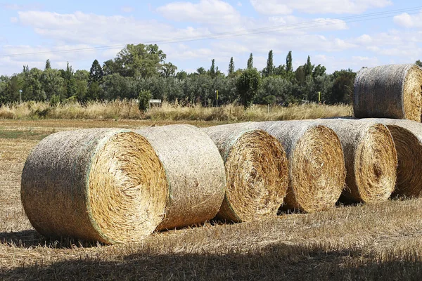 Hayrolls on the field in Mudgee — Stock Photo, Image